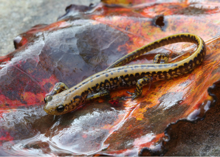 Longtail Salamander